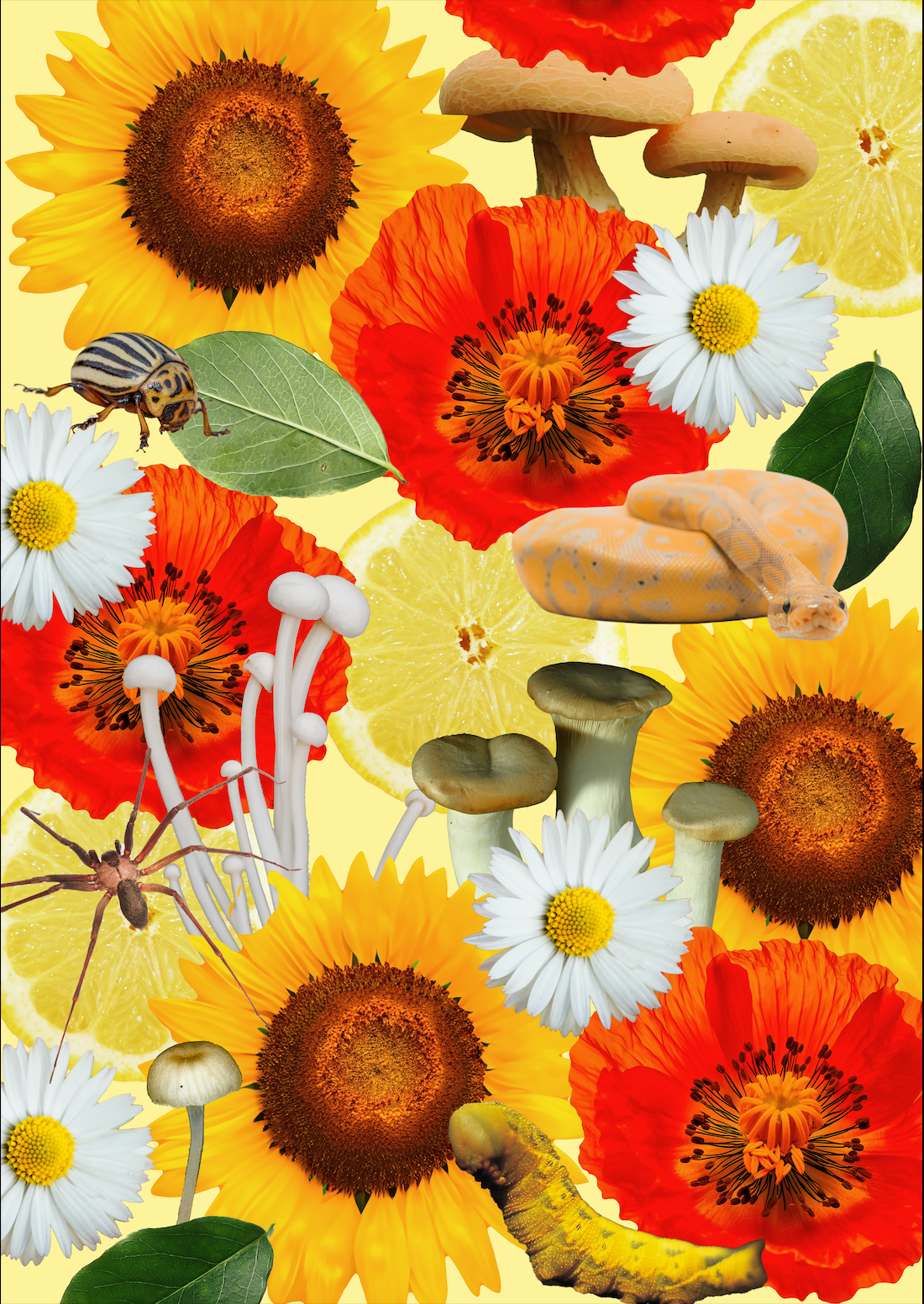 Colorful collage of flowers, mushrooms, and insects on a yellow background