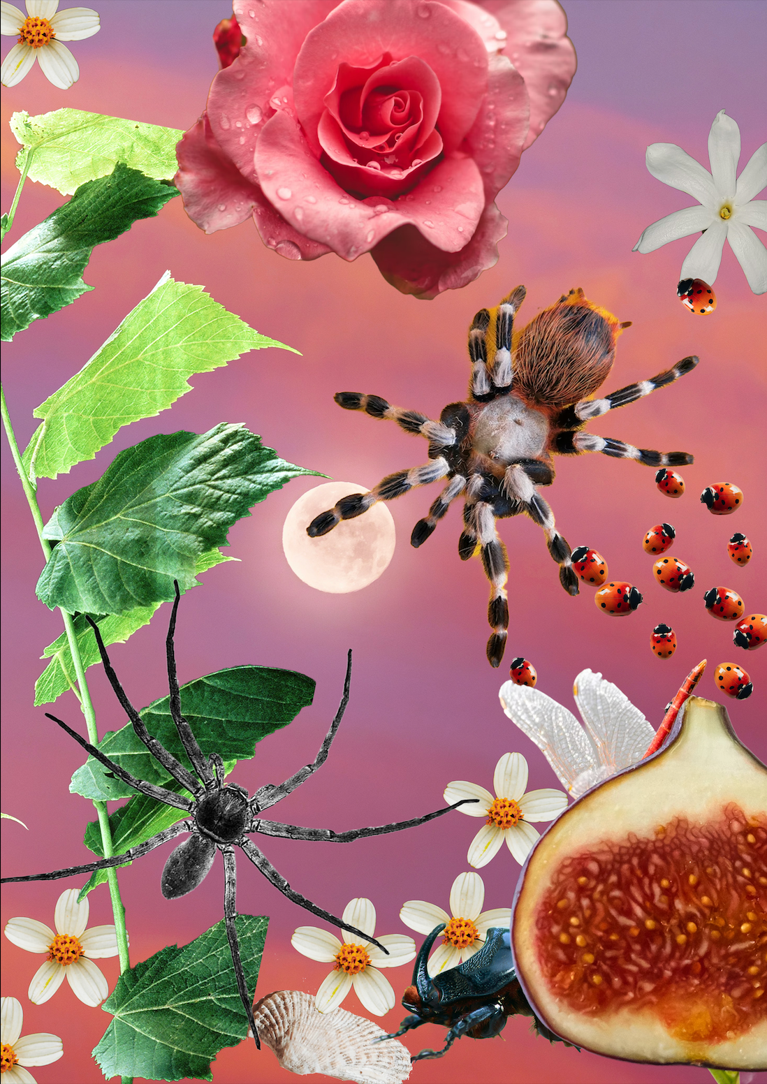 A3 Framed Spider Moon Salad
