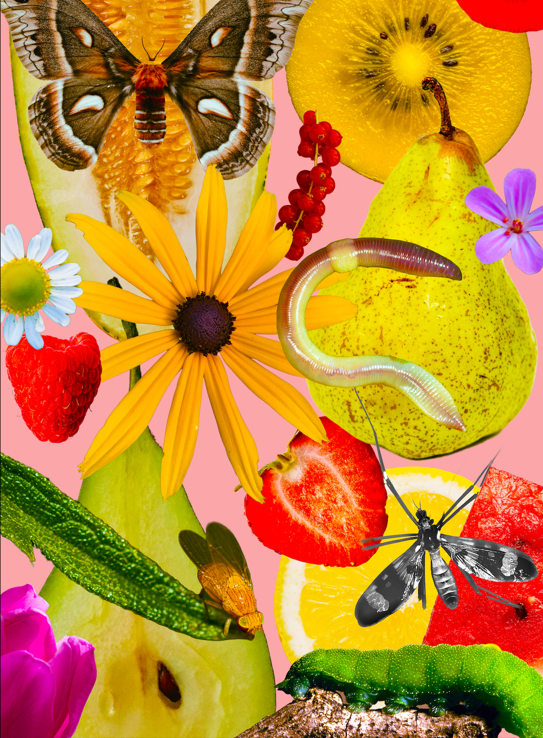 A3 Framed The Colourful Fruit and Butterfly Salad