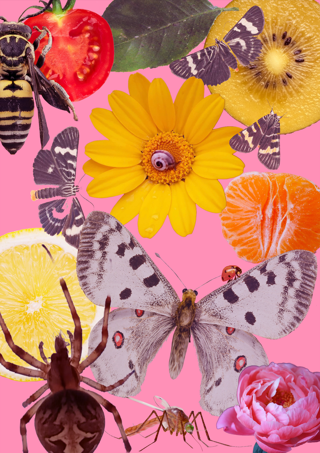 A3 Framed Gold Kiwi and Grey Moth Salad