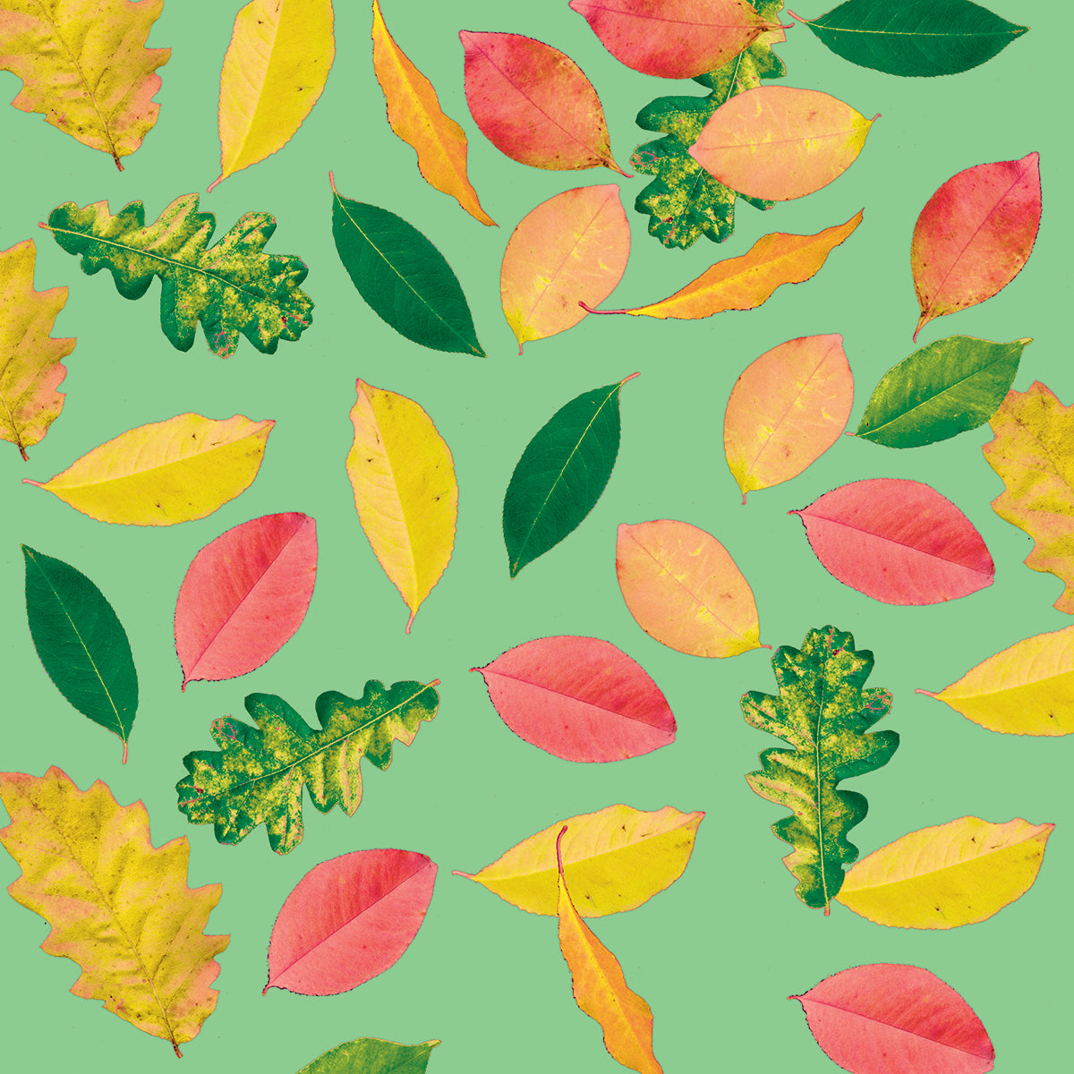 A3 Colourful Leaf Salad Print