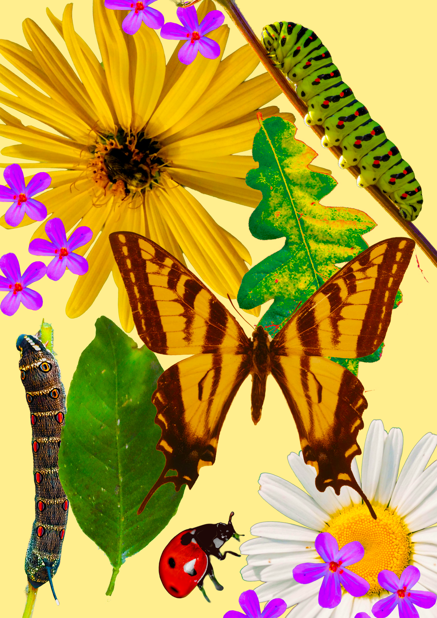 A3 Framed The Gold Yellow Butterfly Salad