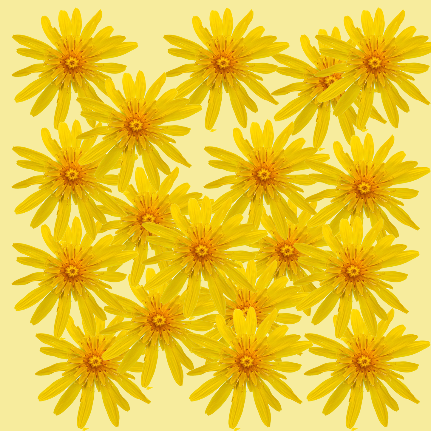 A3 Sunshine Blooms! Print