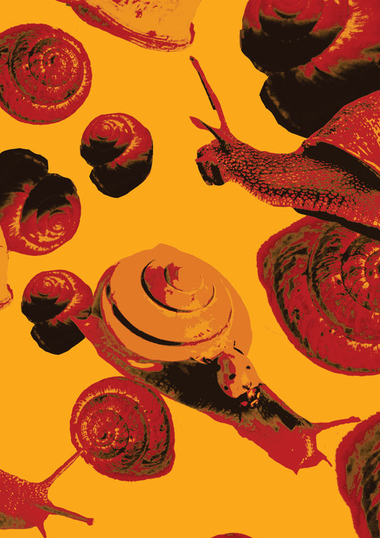A3 Shells and Snails Print