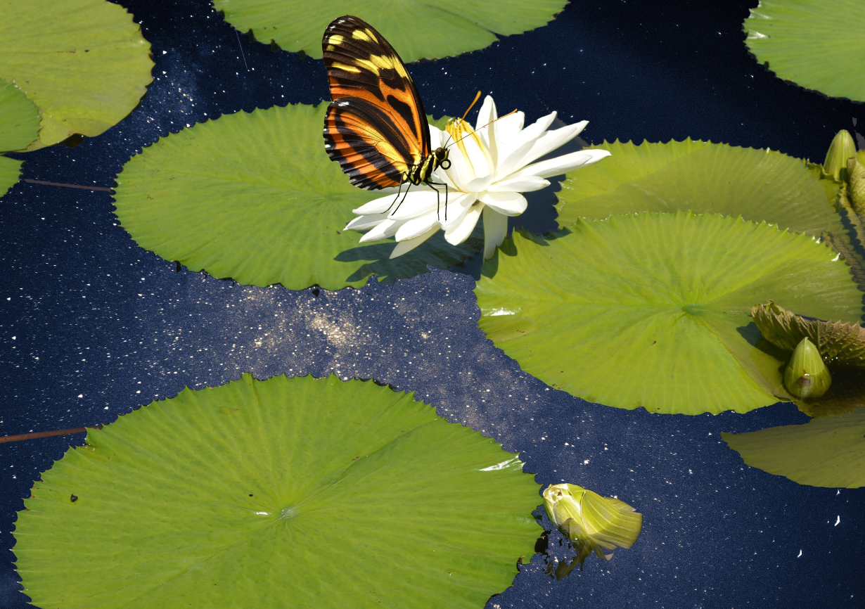 A3 Starry Pond Print