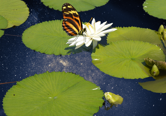 A3 Starry Pond Print