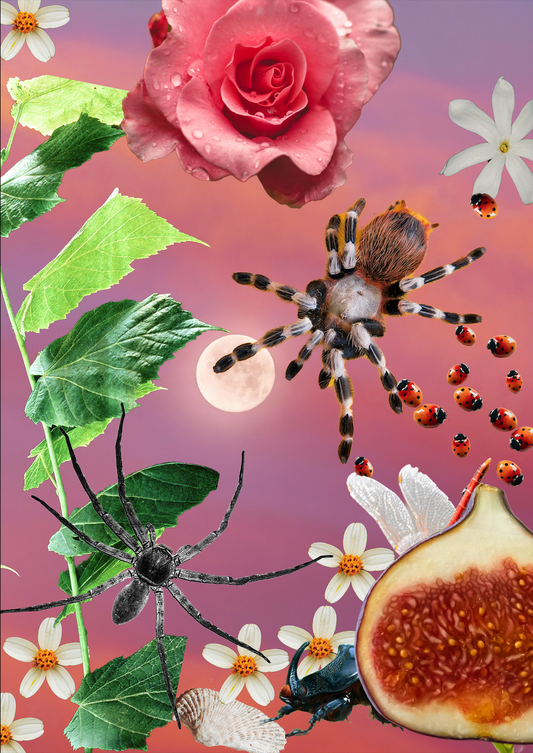A3 Framed Spider Moon Salad