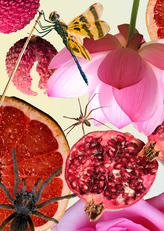 A3 Framed Insects and Pomegranate Salad