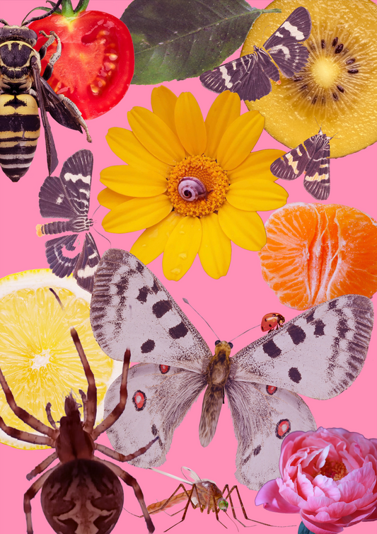 A3 Framed Gold Kiwi and Grey Moth Salad