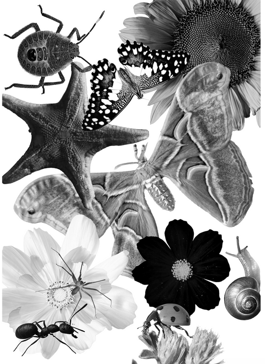 A4 Framed Black and White Sunflower and Starfish Salad