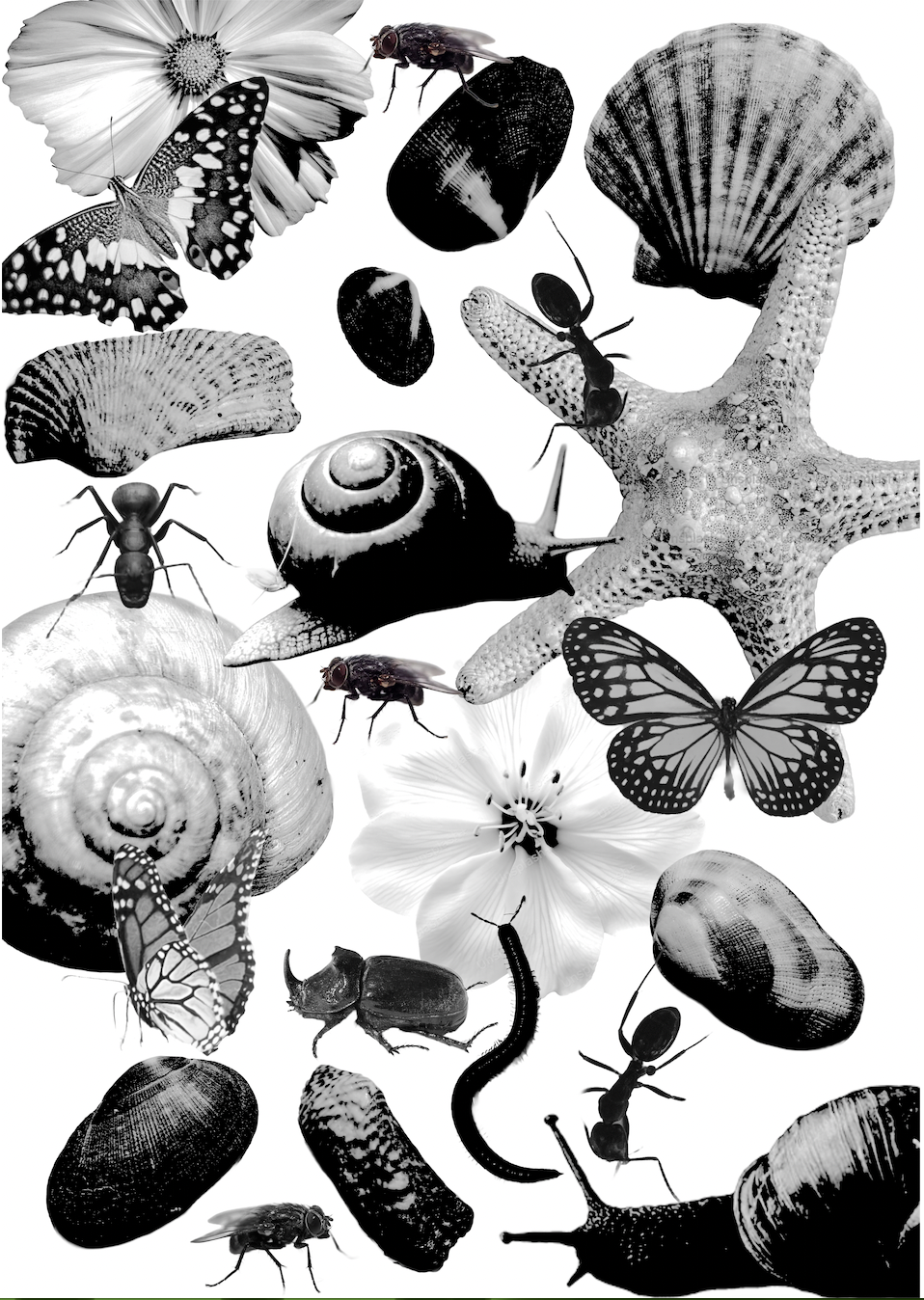 A4 Black and White Shell and Insect Salad