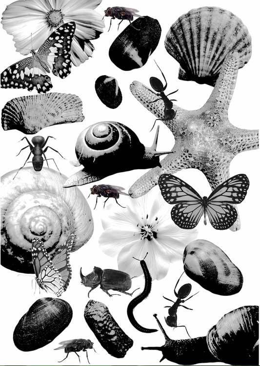A4 Black and White Shell and Insect Salad