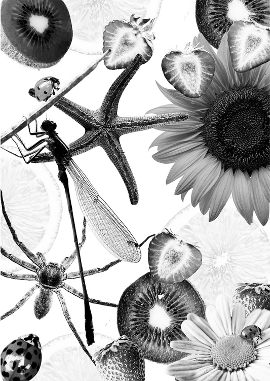 A4 Black and White Fruit and Starfish Salad