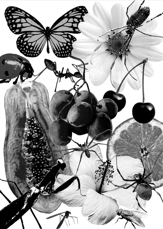 A4 Framed Black and White Cherry Papaya and Insect Salad