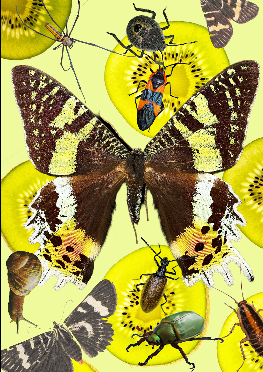 A3 Framed The Kiwi Moth and Insect Salad