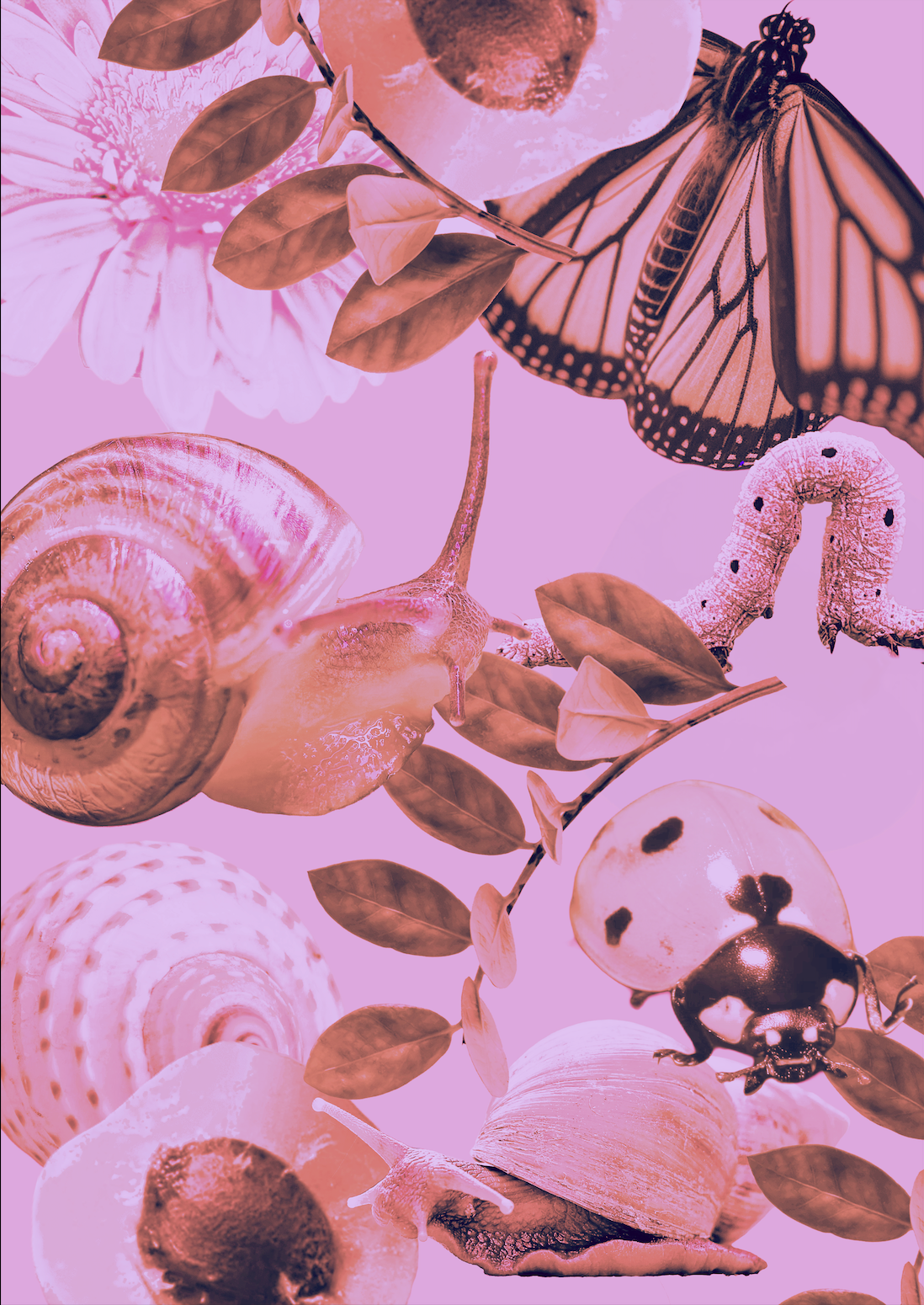 A3 Framed Faded Snail and Apricot Salad