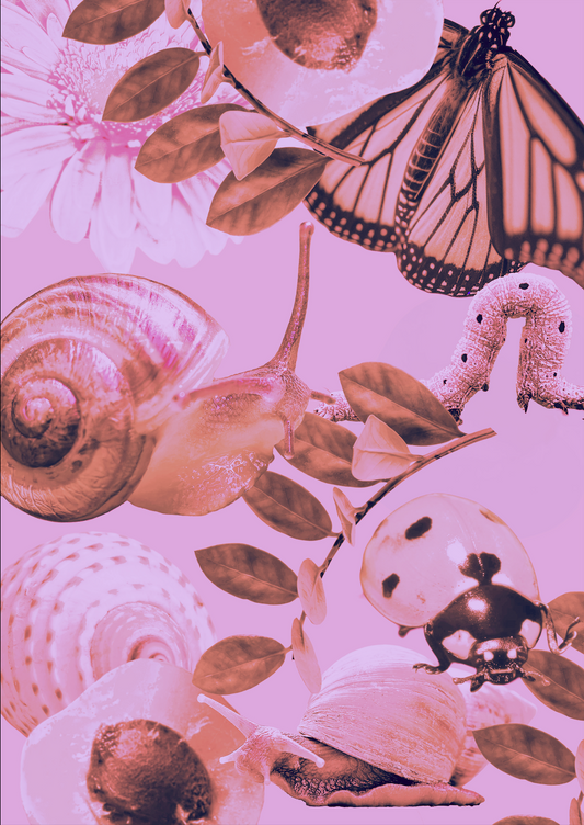 A3 Framed Faded Snail and Apricot Salad