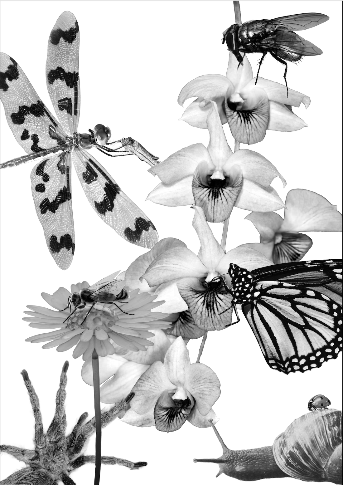 A4 Framed Black and White Dragonfly Orchid Salad