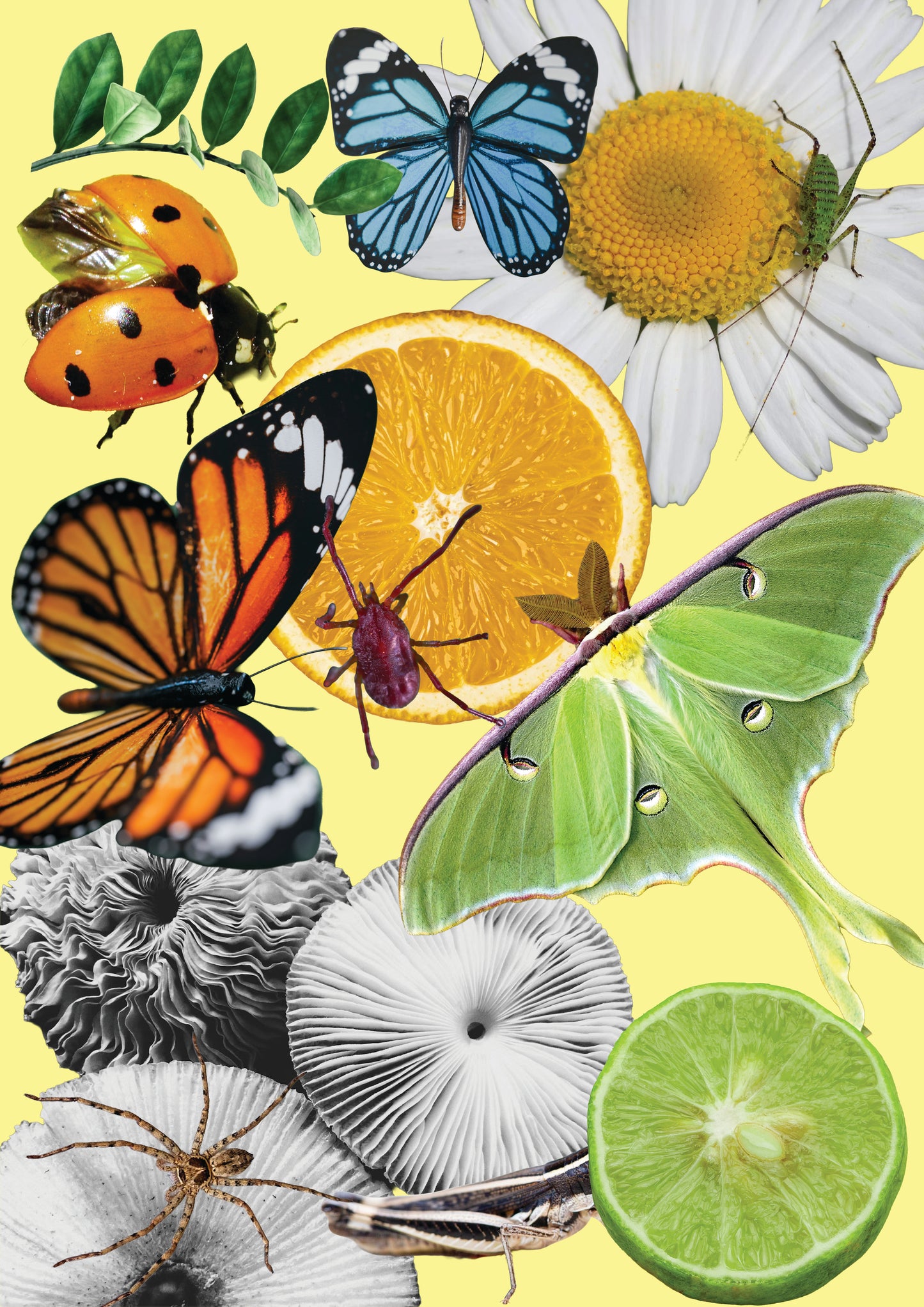 A3 Framed The Butterfly and Daisy Salad