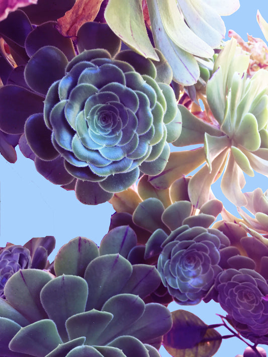 A3 Succulents Print